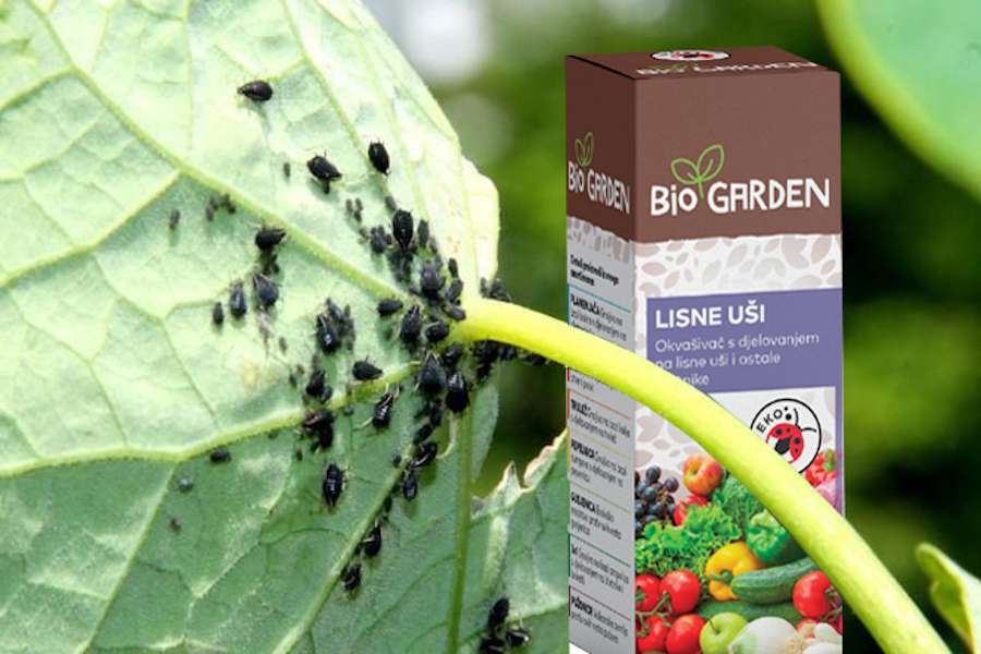 Suzbijanje lisnih uši ekološkim pripravcima Suzbijanje lisnih uši ekološkim pripravcima