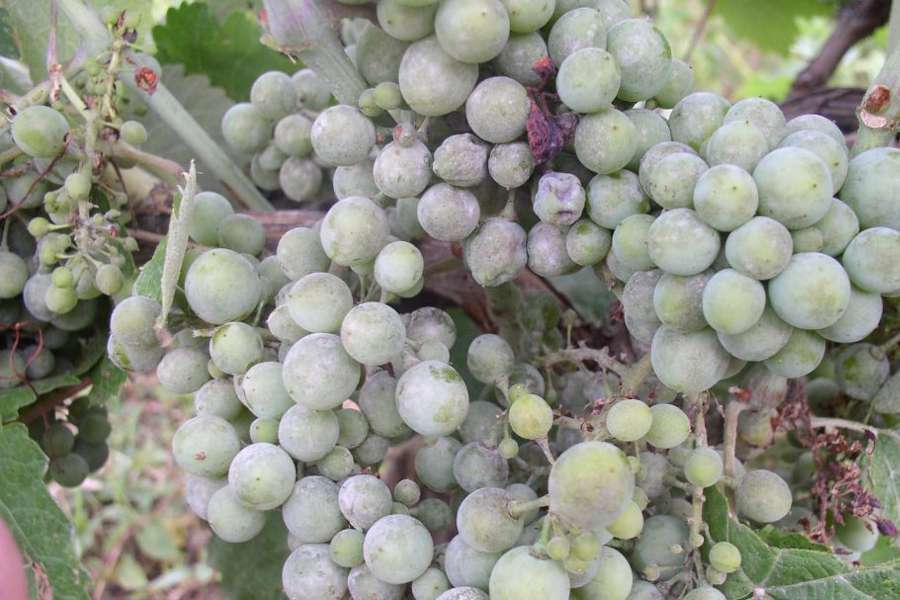 Pepelnica: Podmukla prijetnja hercegovačkim vinogradima Pepelnica: Podmukla prijetnja hercegovačkim vinogradima