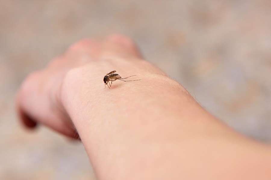 Kako se efikasno zaštititi od komaraca? Kako se efikasno zaštititi od komaraca?