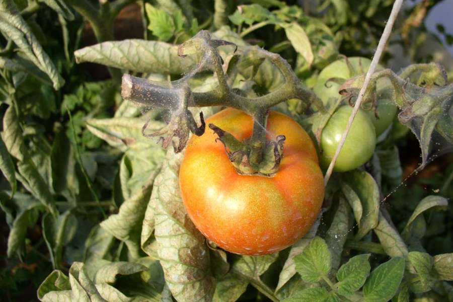 Ekološkim pripravcima protiv grinja na povrću Ekološkim pripravcima protiv grinja na povrću
