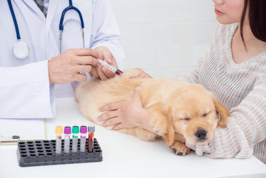Bolja usluga, brži rezultati nalaza krvi u Veterinarskoj stanici Posušje Bolja usluga, brži rezultati nalaza krvi u Veterinarskoj stanici Posušje