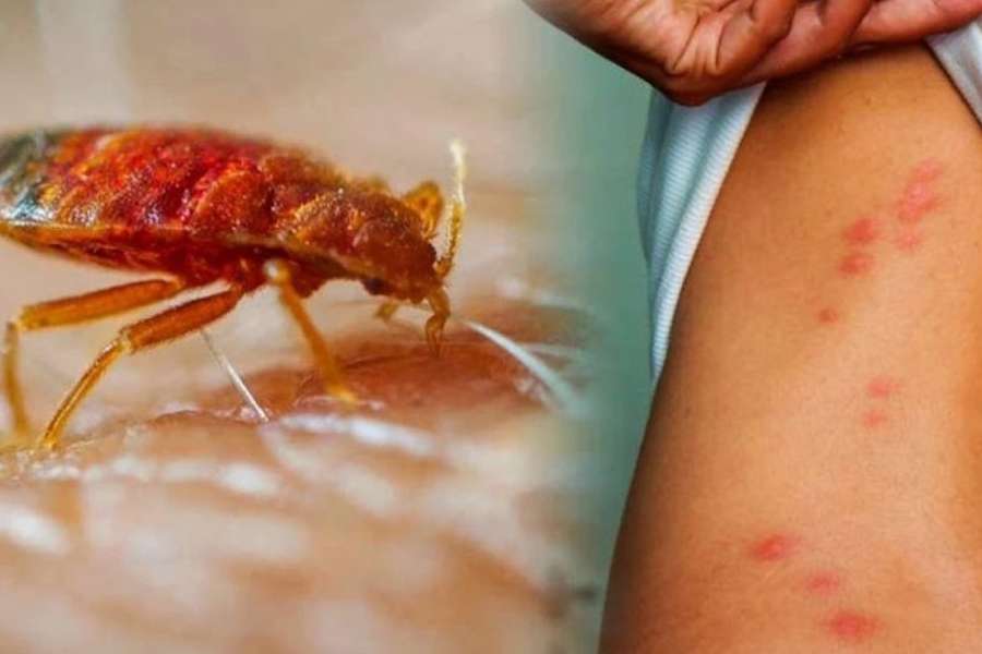 Najezda kućnih stjenica: sve češći problem i kako ga suzbiti Najezda kućnih stjenica: sve češći problem i kako ga suzbiti