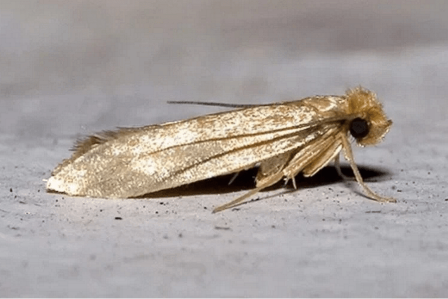 Leptirići u kuhinji! Vjerojatno imate kuhinjske moljce