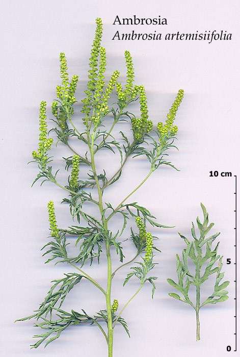 Kako prepoznati ambroziju i zašto ju je važno uništavati! Kako prepoznati ambroziju i zašto ju je važno uništavati!