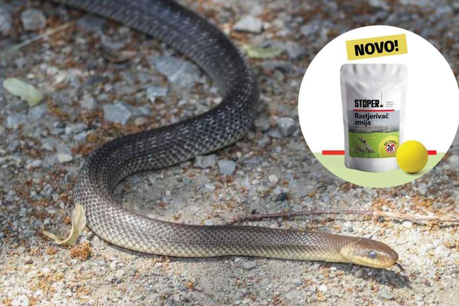 Zmije u blizini kuća – kako se zaštititi na prirodan način? Zmije u blizini kuća – kako se zaštititi na prirodan način?