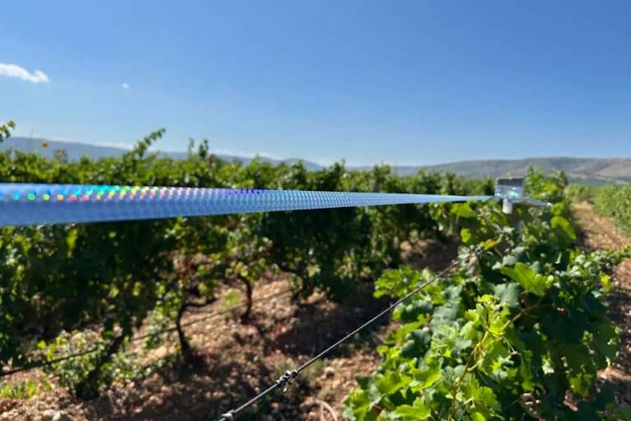 Kako zaštititi vinograde i voćnjake od ptica?