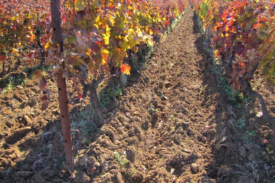 Jesenska gnojidba vinograda i voćnjaka Jesenska gnojidba vinograda i voćnjaka