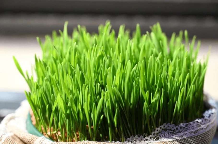 Božićna pšenica – što je najvažnije znati za uspješan uzgoj?