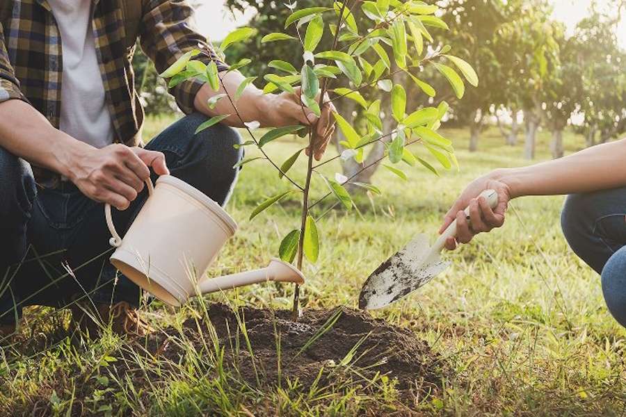 Pravilna sadnja voćaka