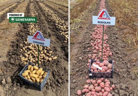 Koje su sorte krumpira najbolje za skladištenje?