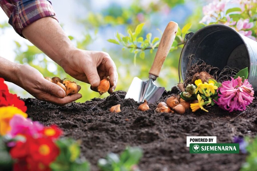 Što je bitno znati o sadnji proljetnih lukovica?