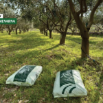 Masline u proljeće: ne zaboravite nahraniti stabla za bolji urod