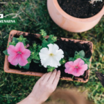 Posuda nije samo ukras, važna je za pravilan rast biljaka