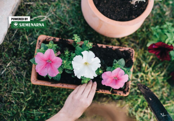 Posuda nije samo ukras, važna je za pravilan rast biljaka