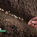 Grašak već ide u zemlju: što se još ovih dana sije u Hercegovini