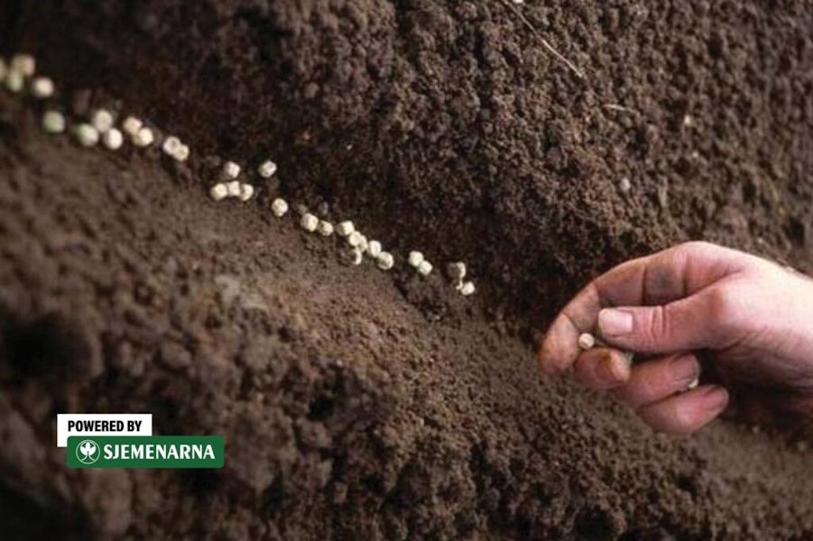 Grašak već ide u zemlju: što se još ovih dana sije u Hercegovini