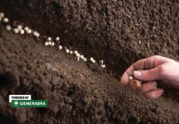 Grašak već ide u zemlju: što se još ovih dana sije u Hercegovini