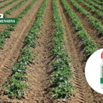 Korov brzo preuzima krumpir, reagirajte na vrijeme