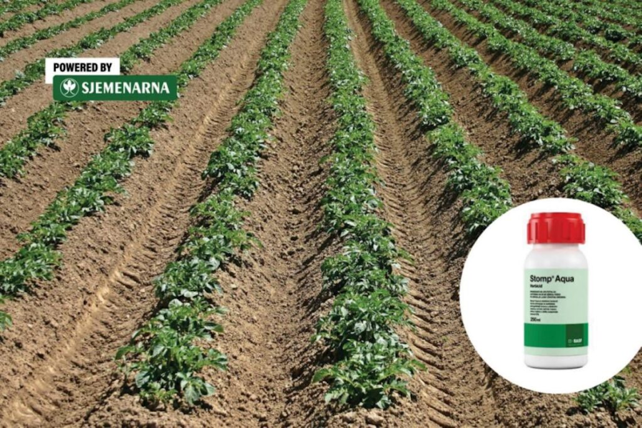 Korov brzo preuzima krumpir, reagirajte na vrijeme