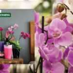 Orhideja je čest poklon za Dan žena – evo što joj stvarno treba da cvjeta