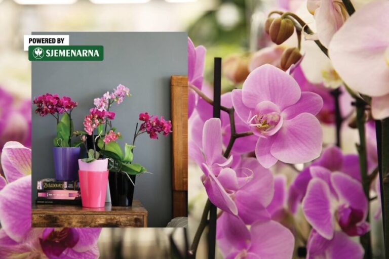 Orhideja je čest poklon za Dan žena – evo što joj stvarno treba da cvjeta