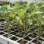 Manje bolesti, veći urod: kalemljene presadnice čine razliku