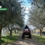 Nakon rezidbe masline su najosjetljivije, zaštite ih na vrijeme