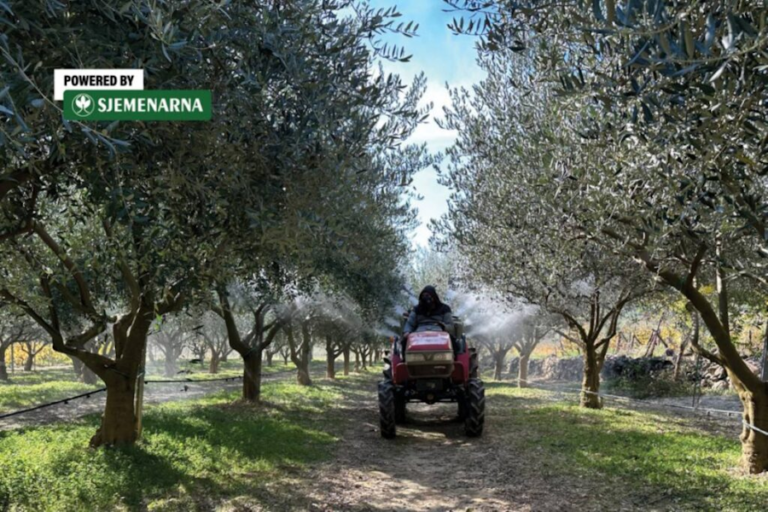 Nakon rezidbe masline su najosjetljivije, zaštite ih na vrijeme