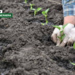 Rani urod povrća počinje u plasteniku i s provjerenim presadnicama