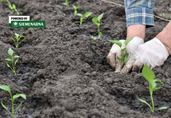 Rani urod povrća počinje u plasteniku i s provjerenim presadnicama