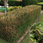 Šimšir nestaje pred očima: problem koji primijetimo tek kad je kasno