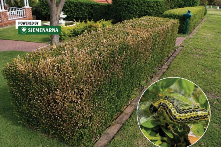 Šimšir nestaje pred očima: problem koji primijetimo tek kad je kasno