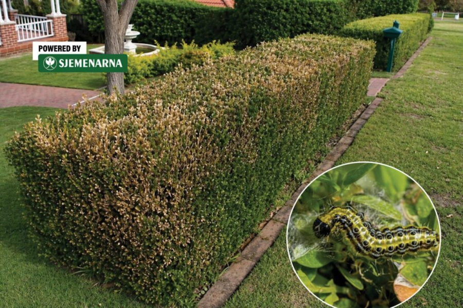 Šimšir nestaje pred očima: problem koji primijetimo tek kad je kasno