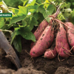 Presadnice batata sve traženije: što je važno znati prije sadnje