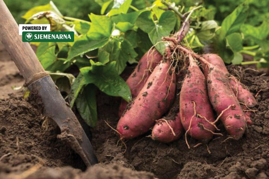 Presadnice batata sve traženije: što je važno znati prije sadnje