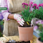 Cvijeće koje će ovog proljeća uljepšati dvorište i balkon