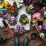 Proljeće koje se vidi u svakom cvijetu: od maćuhica do begonija