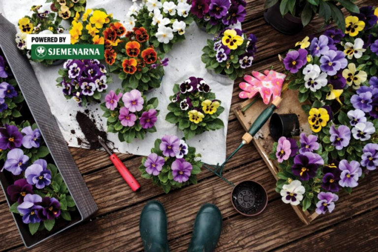 Proljeće koje se vidi u svakom cvijetu: od maćuhica do begonija