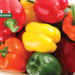 Novi tip paprike koji je osvojio Europu