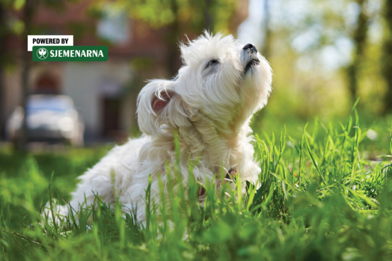 Dok sve više boravimo vani, krpelji već traže svoje mjesto na ljubimcima