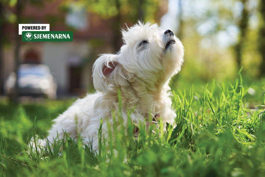 Dok sve više boravimo vani, krpelji već traže svoje mjesto na ljubimcima