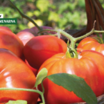 Jedna presadnica veći urod: zašto odabrati kalemljenu rajčicu