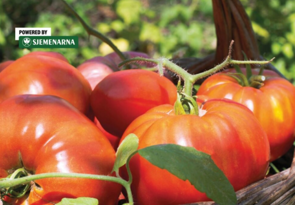 Jedna presadnica veći urod: zašto odabrati kalemljenu rajčicu