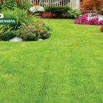 Sjetva travnjaka u proljeće: kako do urednog i zelenog dvorišta