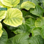 Zašto lišće žuti i kako vratiti zdravu zelenu boju