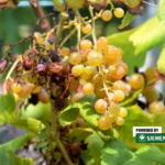 Zaštita vinove loze od sunčanih ožegotina: Kako kaolin spašava berbu?
