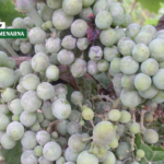 Postoji li veći problem od plamenjače? Iskusni vinogradari dobro poznaju odgovor