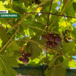 Voće i grožđe dozrijevaju – kako smanjiti štete od osa i stršljena?
