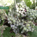 Oprez: Pepelnica prisutna u hercegovačkim vinogradima