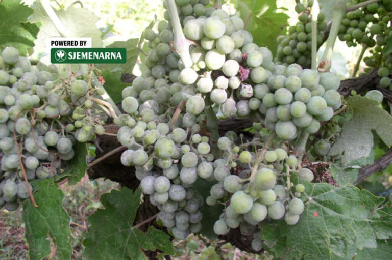 Oprez: Pepelnica prisutna u hercegovačkim vinogradima